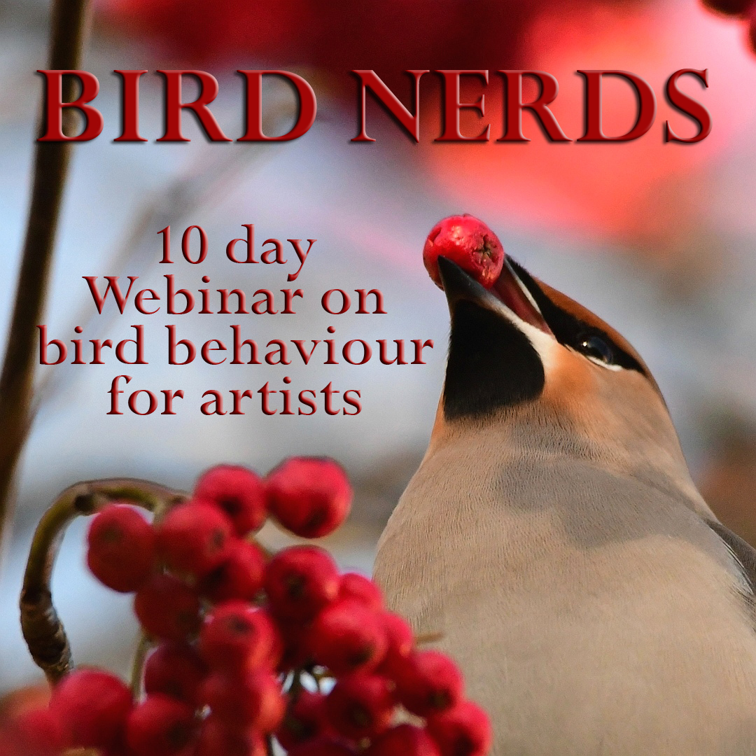 bird nerds